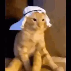 Orange cat wearing a white headscarf