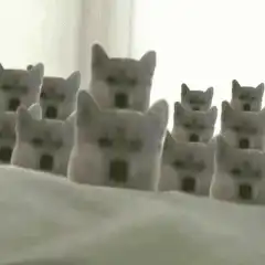 Doge plushies popping up