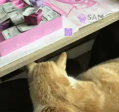 cat pawing at qr code