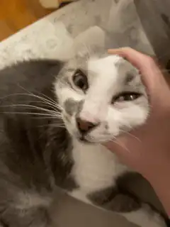 cat with one eye winking