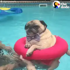 Pug in bowtie on float