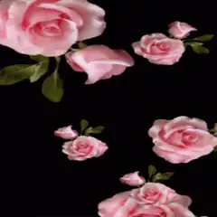 Pink roses on black background