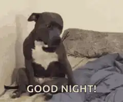 Dog sitting on bed saying good night