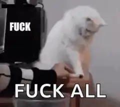 White cat knocks things off table