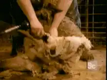 Sheep shearing with electric clippers