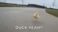 Duck Yeah!!