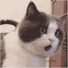 Shocked cat with wide eyes