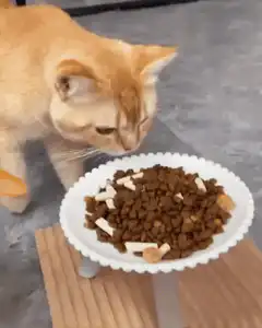 Cat and duck eating kibble