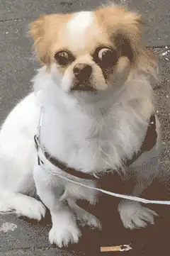 Shocked chihuahua with bulging eyes