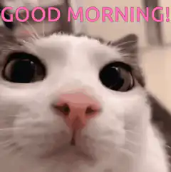 Good Morning Cat