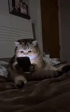 Cat falls asleep on phone