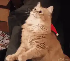 cat wearing santa hat laughs