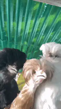 Three chickens looking up