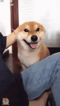 Happy Shiba Inu getting head scratches