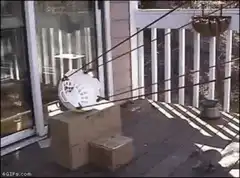 Cat knocks over package with string