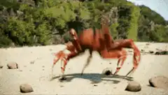 Giant crab dancing on beach