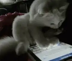 Cat typing on tablet