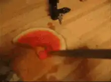 Raccoon steals watermelon slice