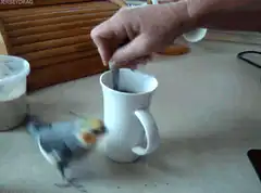 bird flies away from coffee cup