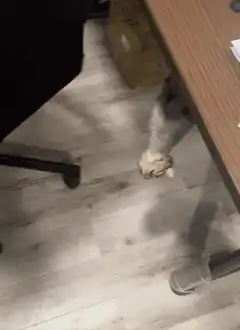 Cat hanging upside down from chair