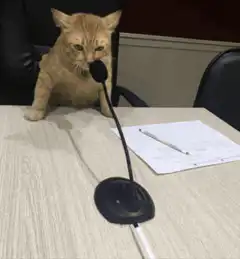 cat would you rather meme