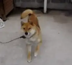 Shiba Inu dog on a leash