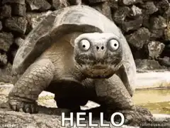 Creepy turtle says hello