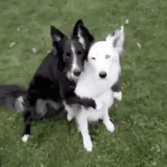 Two dogs hugging on grass