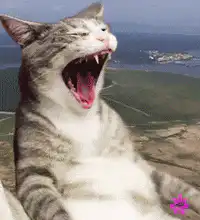 Cat breathing laser beams