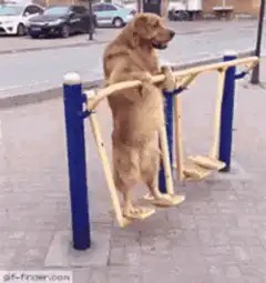 Dog doing pull-ups on outdoor gym