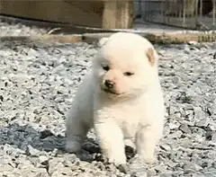 Cute fluffy white puppy walking on gravel
