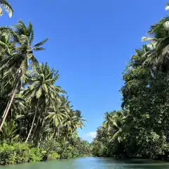 Tropical river with palm trees