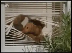 Teddy Bear Stuck in Window Blinds