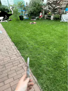 ostrich running across lawn