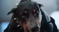 Doberman with spiked collar growling