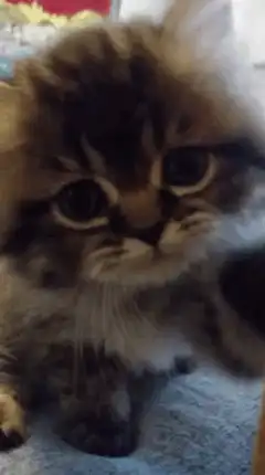 fluffy kitten reaches for camera