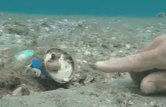 Octopus grabs finger underwater