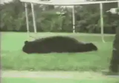 Bear bounces off trampoline onto roof