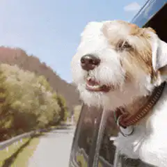Happy dog enjoying freedom in car