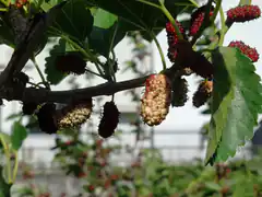 Ripe and unripe mulberries on a branch