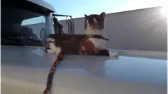 cat on car roof with leash