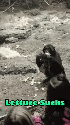 Chimpanzee throws lettuce