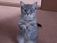 Grey cat sitting upright with paws together