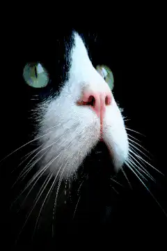 Close-up of a black and white cat