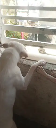 dog and cat paw touch through window