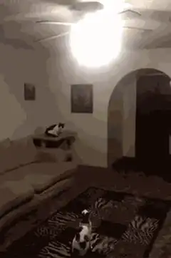 Cat jumps on ceiling fan