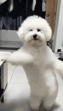 white dog dancing on hind legs