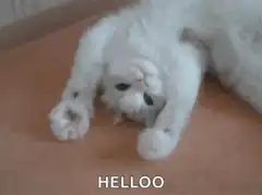 White cat lying down saying helloo