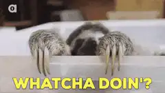 Sloth in bathtub whatcha doin