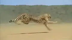 Cheetah running across desert